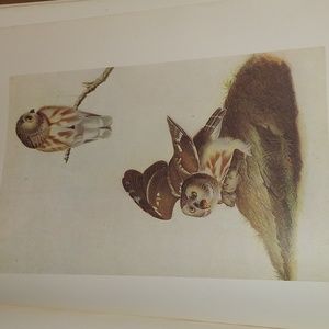 Saw-Whet Owl, plate 150. John James Audubon